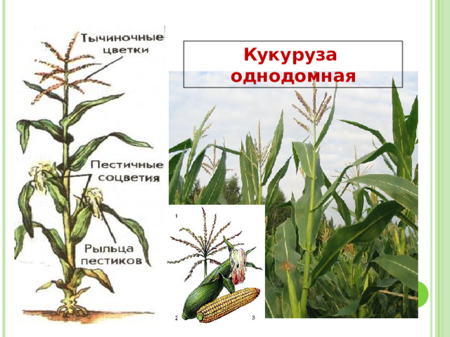 Кукуруза однодомная 
