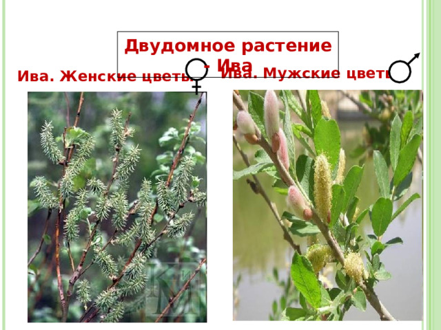 Двудомное растение - Ива Ива. Мужские цветы Ива. Женские цветы 