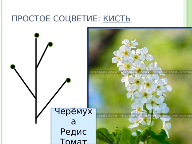 ПРОСТОЕ СОЦВЕТИЕ: КИСТЬ Черёмуха Редис Томат 