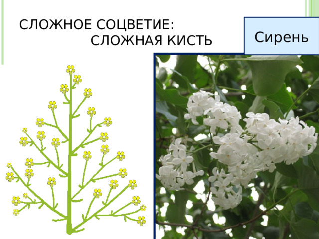 СЛОЖНОЕ СОЦВЕТИЕ: СЛОЖНАЯ КИСТЬ Сирень 