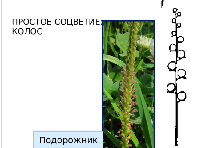 ПРОСТОЕ СОЦВЕТИЕ:  КОЛОС Подорожник 