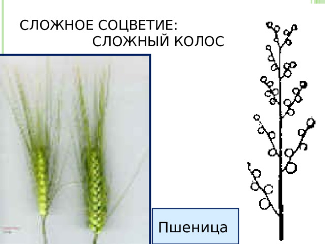 СЛОЖНОЕ СОЦВЕТИЕ: СЛОЖНЫЙ КОЛОС Пшеница 