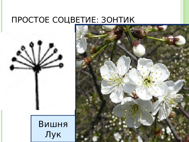 ПРОСТОЕ СОЦВЕТИЕ: ЗОНТИК Вишня Лук 