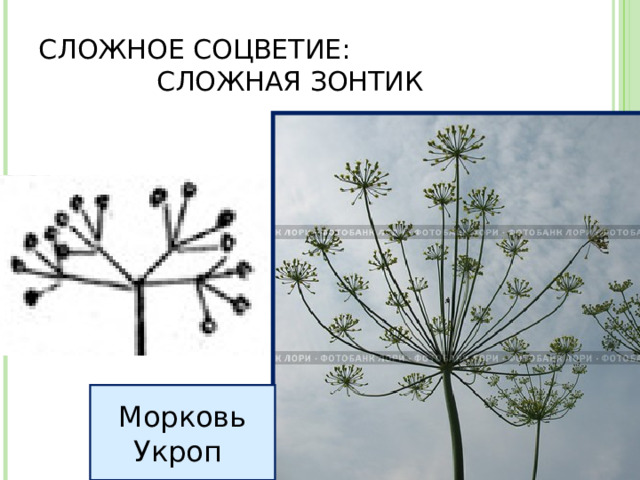 СЛОЖНОЕ СОЦВЕТИЕ: СЛОЖНАЯ ЗОНТИК Морковь Укроп 