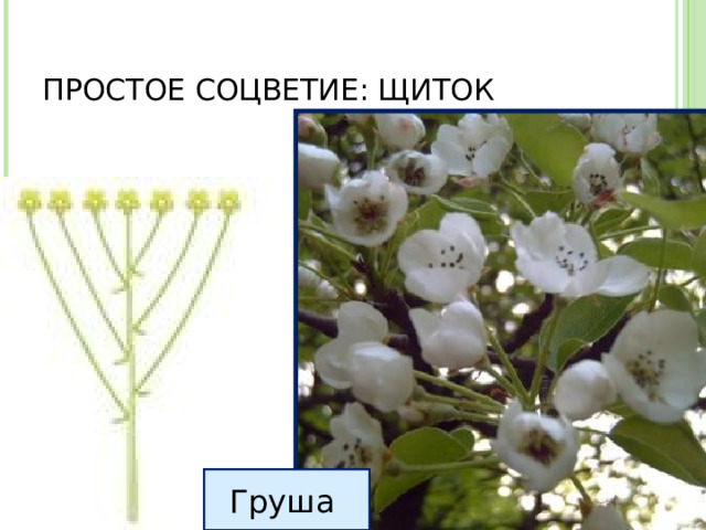 ПРОСТОЕ СОЦВЕТИЕ: ЩИТОК Груша 