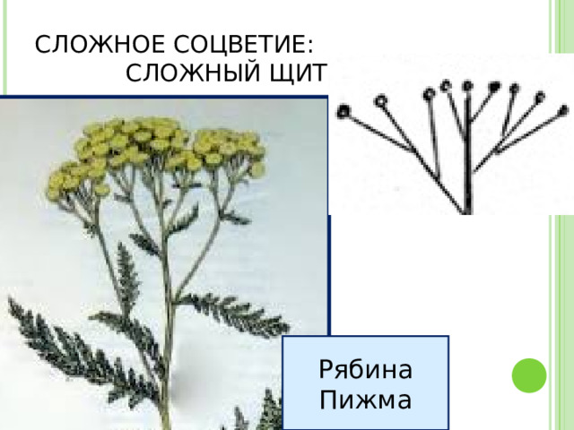 СЛОЖНОЕ СОЦВЕТИЕ: СЛОЖНЫЙ ЩИТОК Рябина Пижма 