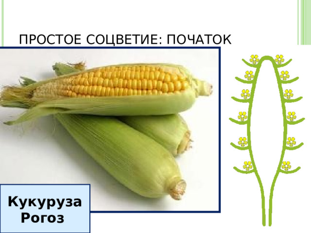 ПРОСТОЕ СОЦВЕТИЕ: ПОЧАТОК Кукуруза Рогоз 