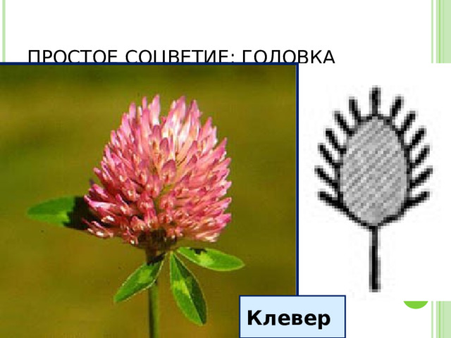 ПРОСТОЕ СОЦВЕТИЕ: ГОЛОВКА Клевер 