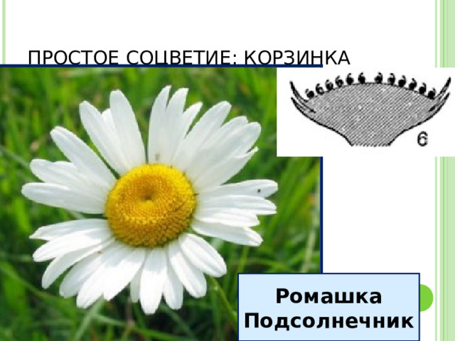 ПРОСТОЕ СОЦВЕТИЕ: КОРЗИНКА Ромашка Подсолнечник 