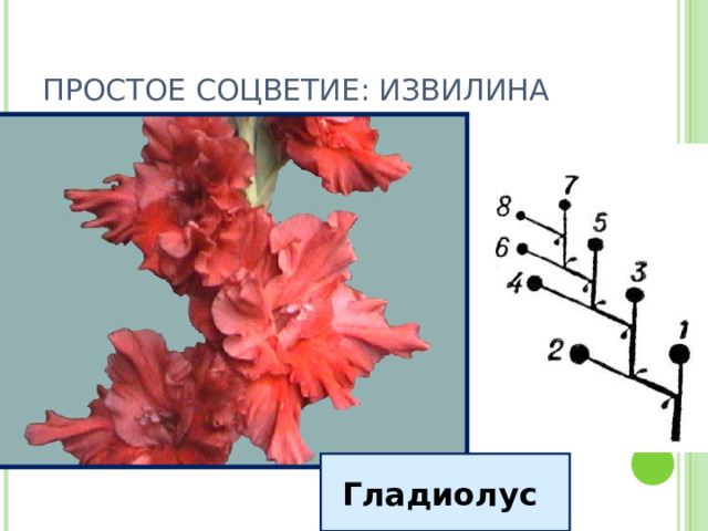 ПРОСТОЕ СОЦВЕТИЕ: ИЗВИЛИНА Гладиолус 