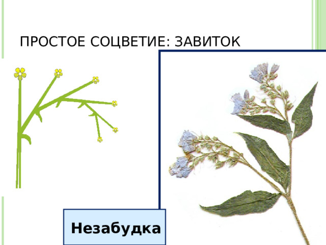 ПРОСТОЕ СОЦВЕТИЕ: ЗАВИТОК Незабудка 