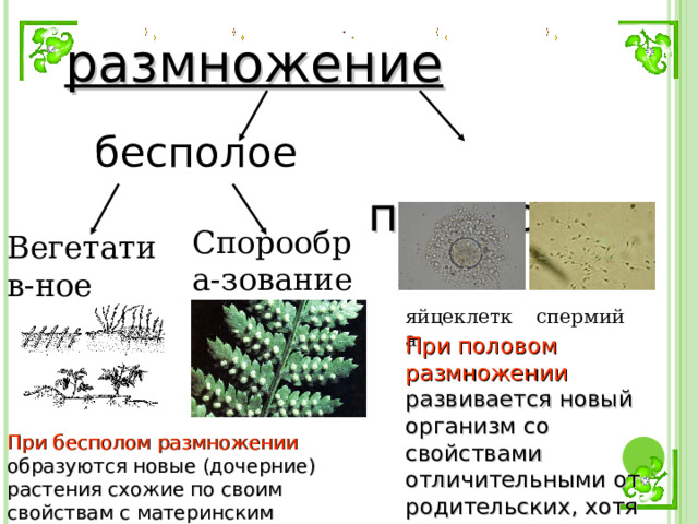 размножение  бесполое  половое Спорообра-зование Вегетатив-ное яйцеклетка спермий При половом размножении  развивается новый организм со свойствами отличительными от родительских, хотя внешне очень похожих на родителей. При бесполом размножении  образуются новые (дочерние) растения схожие по своим свойствам с материнским растением. 