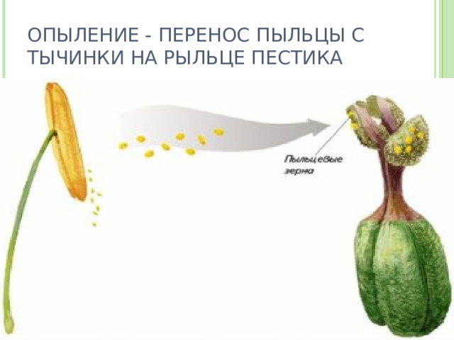 ОПЫЛЕНИЕ - ПЕРЕНОС ПЫЛЬЦЫ С ТЫЧИНКИ НА РЫЛЬЦЕ ПЕСТИКА 