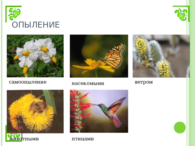 ОПЫЛЕНИЕ ветром самоопыление насекомыми животными птицами 