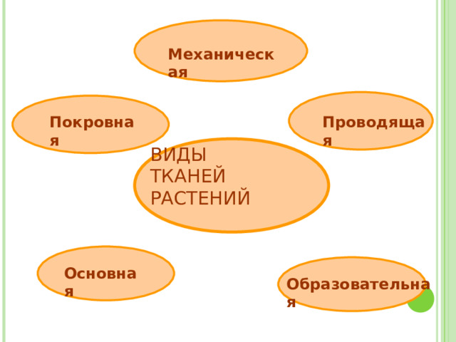 Механическая Покровная Проводящая ВИДЫ  ТКАНЕЙ РАСТЕНИЙ Основная Образовательная 