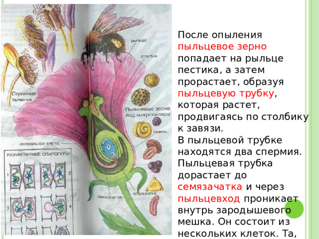 После опыления пыльцевое зерно попадает на рыльце пестика, а затем прорастает, образуя  пыльцевую  трубку , которая растет, продвигаясь по столбику к завязи. В пыльцевой трубке находятся два спермия. Пыльцевая трубка дорастает до семязачатка  и  через  пыльцевход  проникает внутрь зародышевого мешка. Он состоит из нескольких клеток. Та, что расположена ближе к пыльцевходу, - яйцеклетка . 