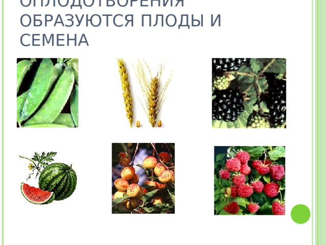 В РЕЗУЛЬТАТЕ ОПЛОДОТВОРЕНИЯ ОБРАЗУЮТСЯ ПЛОДЫ И СЕМЕНА 