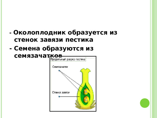 -  Околоплодник образуется из стенок завязи пестика - Семена образуются из семязачатков 