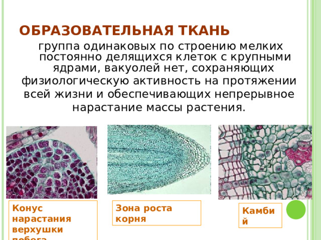 ОБРАЗОВАТЕЛЬНАЯ ТКАНЬ группа одинаковых по строению мелких постоянно делящихся клеток с крупными ядрами, вакуолей нет, сохраняющих физиологическую активность на протяжении всей жизни и обеспечивающих непрерывное нарастание массы растения. Зона роста корня  Конус нарастания верхушки побега  Камбий  