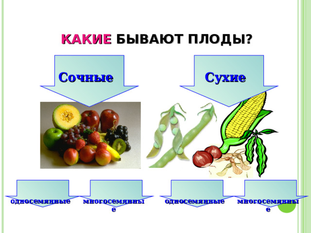 КАКИЕ БЫВАЮТ ПЛОДЫ? Сочные Сухие  односемянные  многосемянные  односемянные  многосемянные 