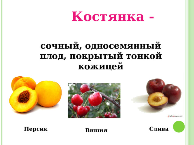 Костянка - сочный, односемянный плод, покрытый тонкой кожицей Персик Слива Вишня 