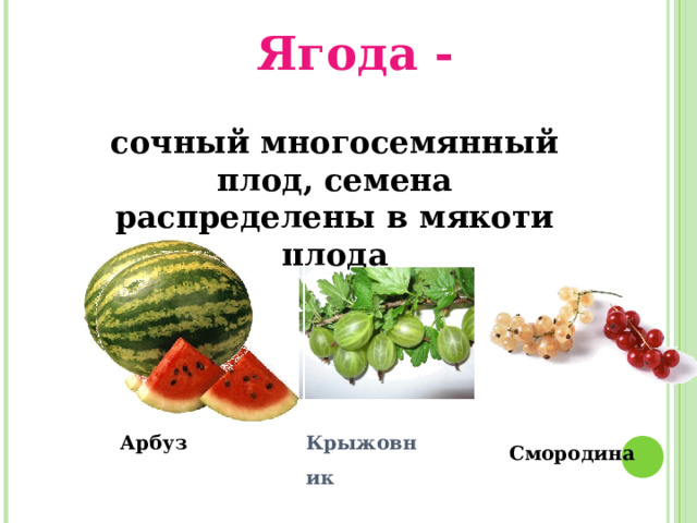 Ягода - сочный многосемянный плод, семена распределены в мякоти плода Арбуз Крыжовник  Смородина 