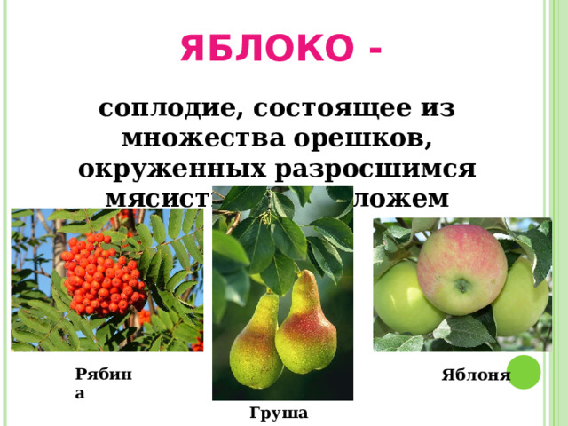  ЯБЛОКО - соплодие, состоящее из множества орешков, окруженных разросшимся мясистым  цветоложем Яблоня  Рябина Груша  