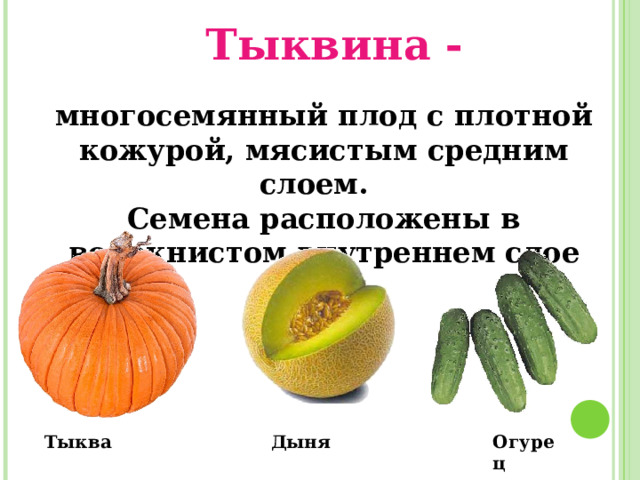 Тыквина - многосемянный плод с плотной кожурой, мясистым средним слоем. Семена расположены в волокнистом внутреннем  слое Тыква Дыня Огурец 