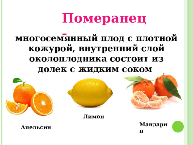Померанец - многосемянный плод с плотной кожурой, внутренний слой околоплодника состоит из долек с жидким соком  Лимон Мандарин Апельсин 