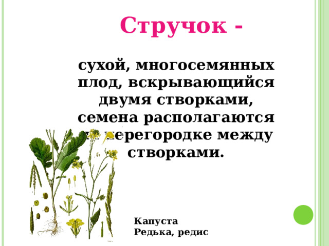 Стручок - сухой, многосемянных плод, вскрывающийся двумя створками, семена располагаются на перегородке между створками. Капуста Редька, редис 