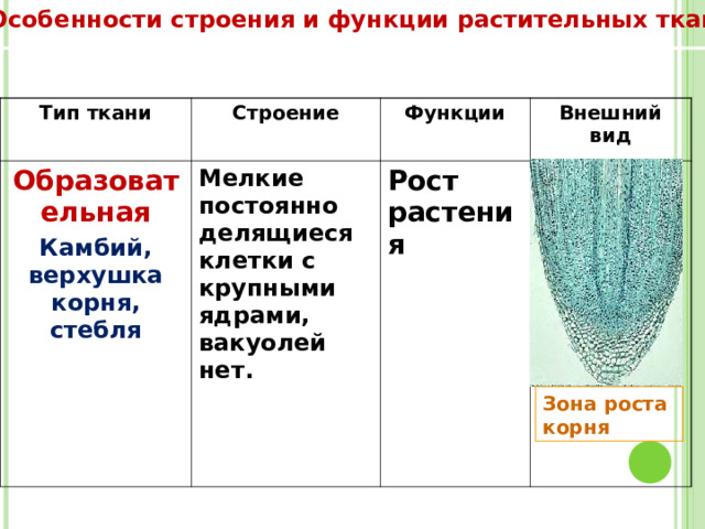 Особенности строения и функции растительных тканей Тип ткани Строение Образовательная Функции Камбий, верхушка корня, стебля Мелкие постоянно делящиеся клетки с крупными ядрами, вакуолей нет. Внешний вид Рост растения  Зона роста корня  