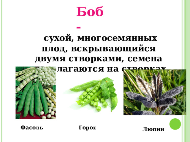 Боб -  сухой, многосемянных плод, вскрывающийся двумя створками, семена располагаются на створках.  Горох Фасоль Люпин 