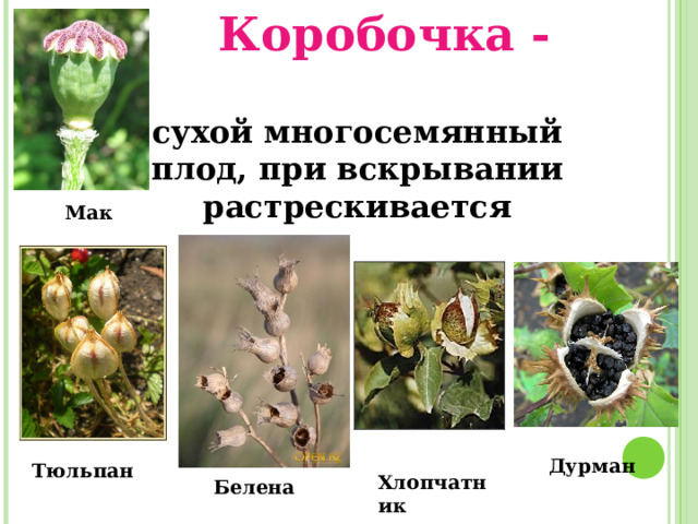 Коробочка - сухой многосемянный плод, при вскрывании растрескивается Мак Дурман Тюльпан Хлопчатник Белена 