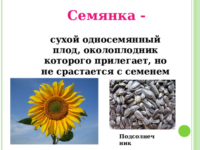 Семянка - сухой односемянный плод, околоплодник которого прилегает, но не срастается с семенем Подсолнечник 