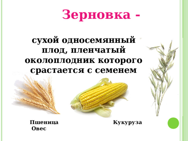 Зерновка - сухой односемянный плод, пленчатый околоплодник которого срастается с семенем  Пшеница Кукуруза Овес 