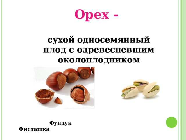 Орех - сухой односемянный плод с одревесневшим околоплодником  Фундук Фисташка 