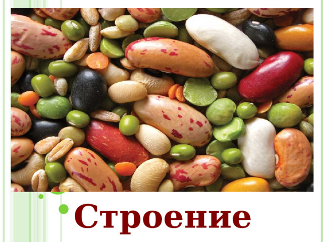   Строение семени 