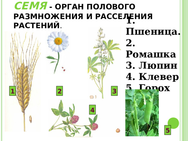 СЕМЯ - ОРГАН ПОЛОВОГО РАЗМНОЖЕНИЯ И РАССЕЛЕНИЯ РАСТЕНИЙ . 1. Пшеница. 2. Ромашка 3. Люпин 4. Клевер 5. Горох 1 2 3 4 5 