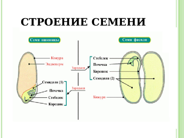 СТРОЕНИЕ СЕМЕНИ 