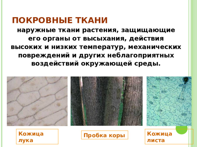 ПОКРОВНЫЕ ТКАНИ наружные ткани растения, защищающие его органы от высыхания, действия высоких и низких температур, механических повреждений и других неблагоприятных воздействий окружающей среды. Кожица лука  Кожица листа Пробка коры 
