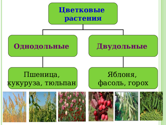 Цветковые растения Однодольные  Двудольные Пшеница, кукуруза, тюльпан  Яблоня, фасоль, горох 