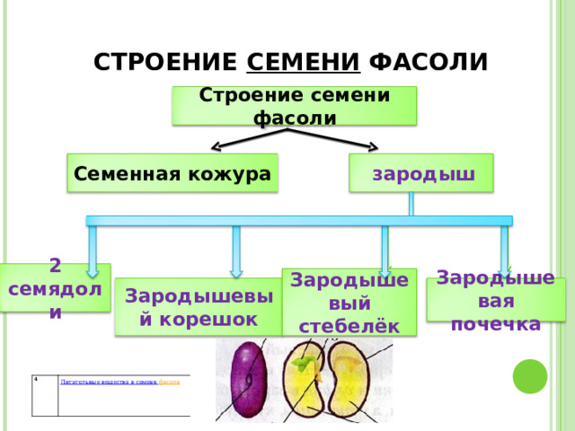  СТРОЕНИЕ СЕМЕНИ ФАСОЛИ Строение семени фасоли Семенная кожура  зародыш 2 семядоли Зародышевый стебелёк Зародышевый корешок Зародышевая почечка 4 Питательные вещества в семени фасоли 