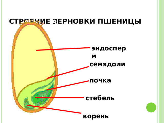 СТРОЕНИЕ ЗЕРНОВКИ ПШЕНИЦЫ эндосперм семядоли почка стебель корень 