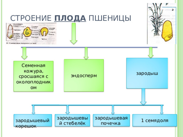 СТРОЕНИЕ ПЛОДА ПШЕНИЦЫ зародыш эндосперм Семенная кожура, сросшаяся с околоплодником  зародышевый корешок зародышевый стебелёк зародышевая почечка 1 семядоля 