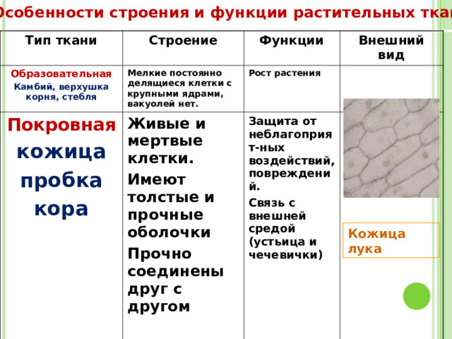 Особенности строения и функции растительных тканей Тип ткани Строение Образовательная Функции Камбий, верхушка корня, стебля Мелкие постоянно делящиеся клетки с крупными ядрами, вакуолей нет. Покровная Внешний вид Рост растения  кожица пробка кора Живые и мертвые клетки. Имеют толстые и прочные оболочки Прочно соединены друг с другом  Защита от неблагоприят-ных воздействий, повреждений. Связь с внешней средой (устьица и чечевички) Кожица лука  