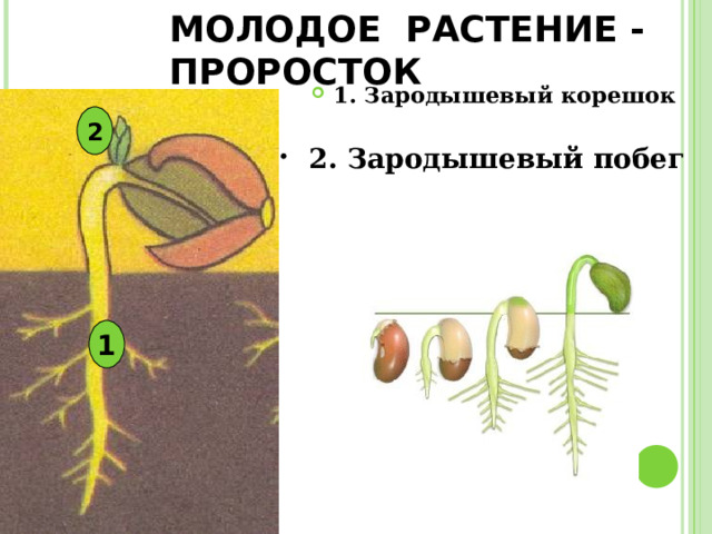 МОЛОДОЕ РАСТЕНИЕ - ПРОРОСТОК 1. Зародышевый корешок  2  2. Зародышевый побег 1 