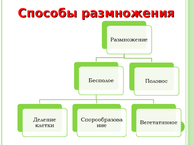 Способы размножения 