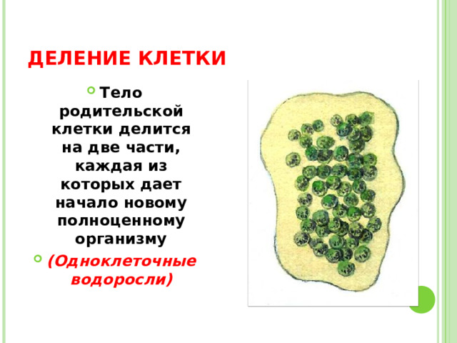 ДЕЛЕНИЕ КЛЕТКИ Тело родительской клетки делится на две части, каждая из которых дает начало новому полноценному организму (Одноклеточные водоросли)  