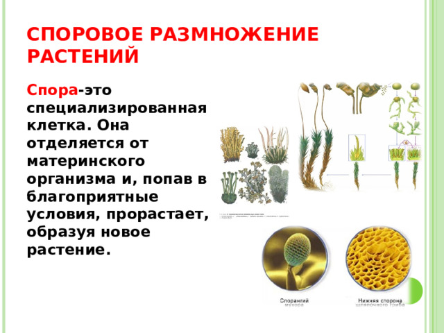 СПОРОВОЕ РАЗМНОЖЕНИЕ РАСТЕНИЙ Спора -это специализированная клетка. Она отделяется от материнского организма и, попав в благоприятные условия, прорастает, образуя новое растение.  