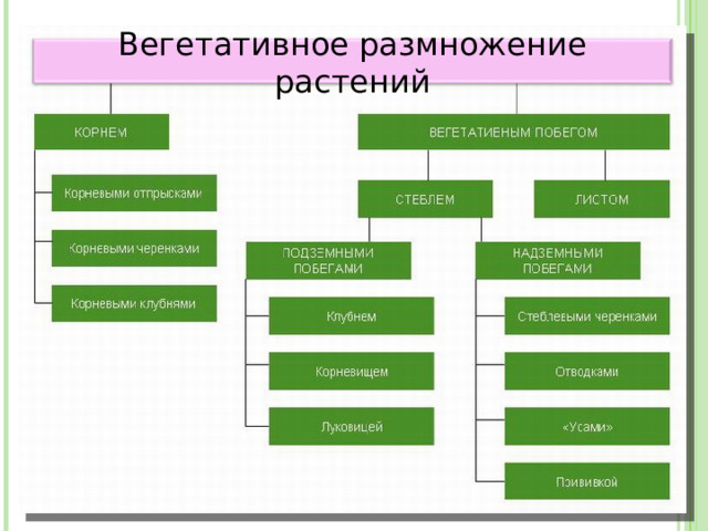 Вегетативное размножение растений 